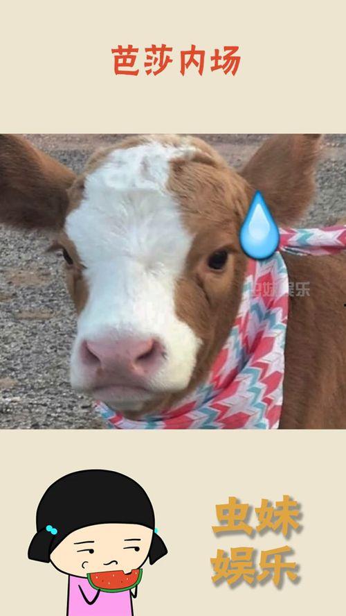 娱乐吃瓜酱抖音号,带你领略娱乐圈幕后风云