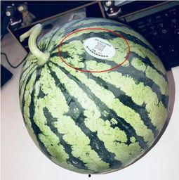 盐城网红吃瓜,揭秘幕后故事与热门话题